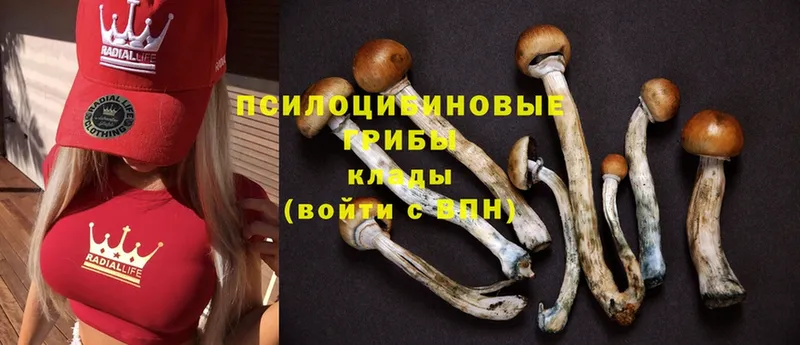 Псилоцибиновые грибы Cubensis  MEGA ТОР  Исилькуль  купить  